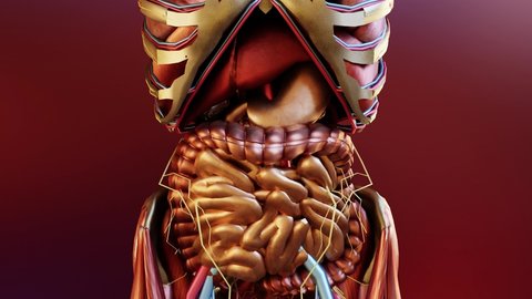 Human Stomach Anatomy Digestion, 3D reander