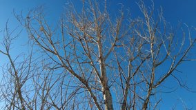 Dormant Cottonwood Tree sways in the fall breeze as shadows pass by in this time lapse video