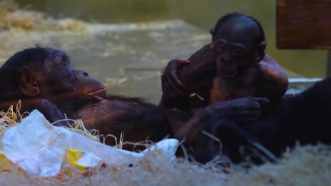 Close up of Bonobo family with mother and baby, relaxing in hay	