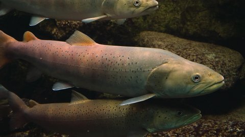 Close up of two trout floating underwater in a river	