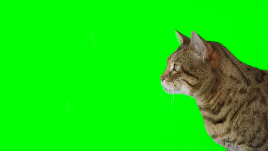 4K Bengal cat on green screen isolated with chroma key. Cat sitting down looking left reaching up with paw