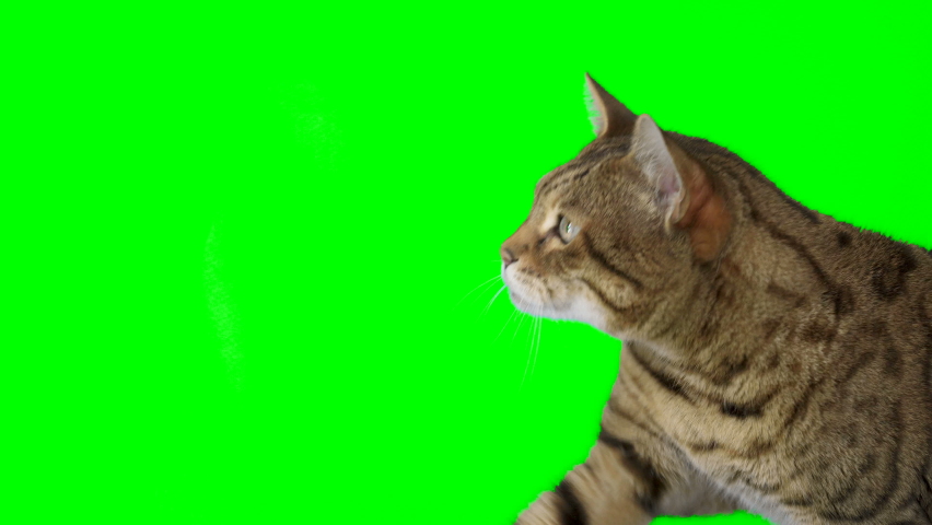 4K Bengal cat on green screen isolated with chroma key. Cat sitting down looking left reaching up with paw