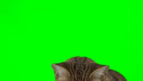 4K Bengal cat on green screen isolated with chroma key. Cat sitting down looking up