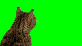 4K Bengal cat on green screen isolated with chroma key. Cat standing facing backward reaching up with paw
