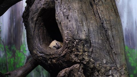 Cute coati sleeping in hollow tree. Pretty animal resting in enclosure.
