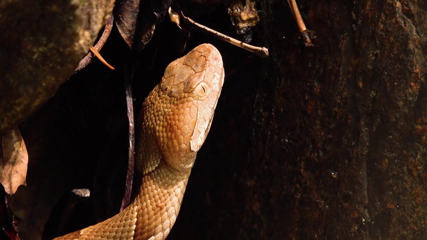 Copperhead Snake near a Stream