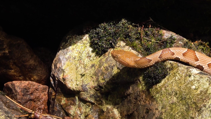 Copperhead Slithering on a Rock
