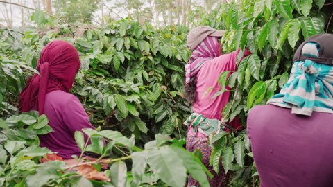 Medium back-view footage of young Indonesian female workers wearing shawls picking cherries from coffee tree in daylight