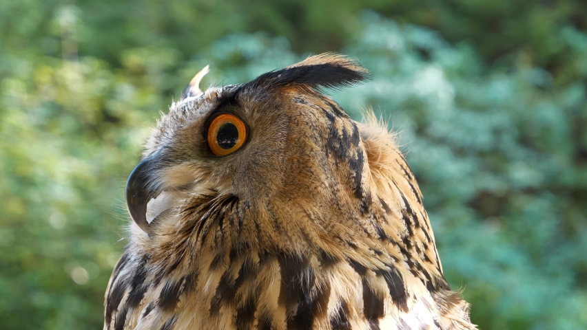 Jenny eagle owl turns its head and looks around Royalty-Free Stock Footage #1064143570
