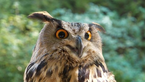 Jenny eagle owl turns its head and looks around