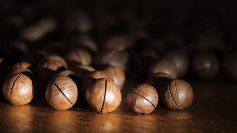 Australian walnut close-up. Macadamia nuts roll over to other orchids in a dark room against a dark background. Water drops fall on the nuts. Large brown macadamia nuts are on the table.