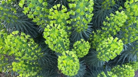 Euphorbia flowers plant - The beautiful bright Green flowers of Mediterranean spurge blooming in spring