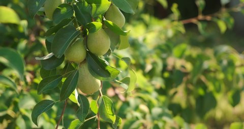 Unripe green organic pears on the tree branches in fruit garden, closeup view. Cultivation of agricultural plants, fresh fruits. Agribusiness and food production concept. Fruit garden in farmland.