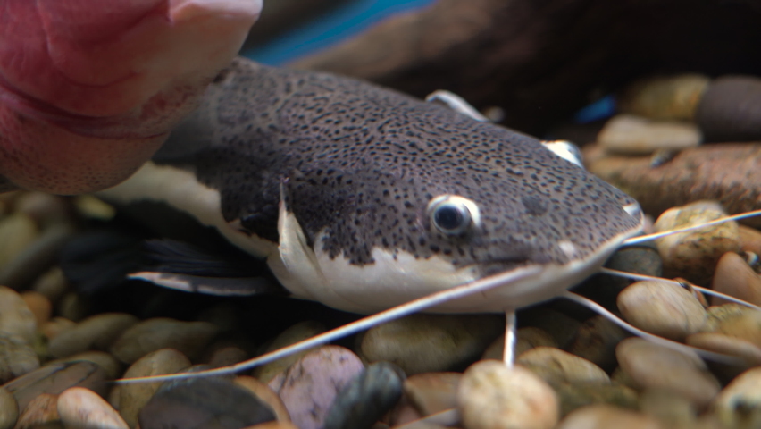at the bottom of pebbles and stones, a red-tailed catfish floats. Freshwater fish. aqua space.