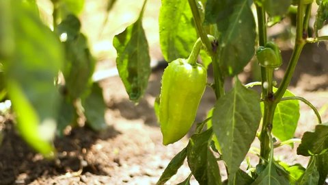 green peppers in the garden or greenhouse on a Sunny day. Moistening of plants and vegetables in a home farm.
