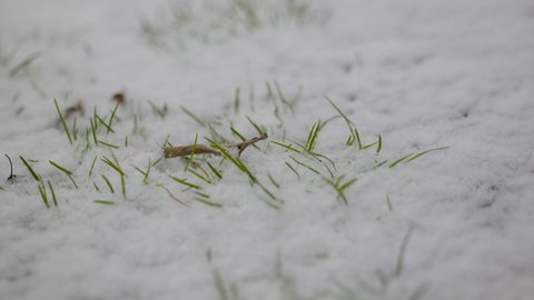 A few strands of green grass sticking out of snowy ground snow fall