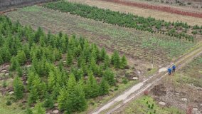 4K drone footage with a plantation of young fir trees near Christmas time