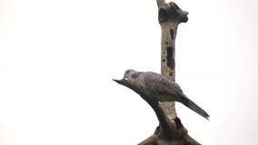 video of a beautiful  bird sitting on a branch of a dry tree.spotted dove ( spilopelia chinensis)