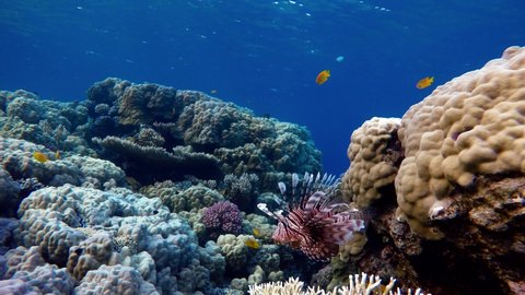 lionfish, Sea ​​lilies, Diving. Tropical fish and coral reef. Underwater life in the ocean.