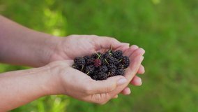 Closeup view 4k video of two female hands holding pile of fresh organic blue mulberries. Woman standing in sunny summer green garden outdoors.
