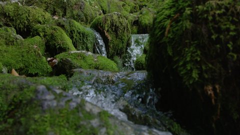 SLOW MOTION, CLOSE UP, DOF: Idyllic close up view of a stream coursing down the moss covered rocky riverbed in the middle of a remote forest in Slovenia. Glassy river water flows along mossy stones.