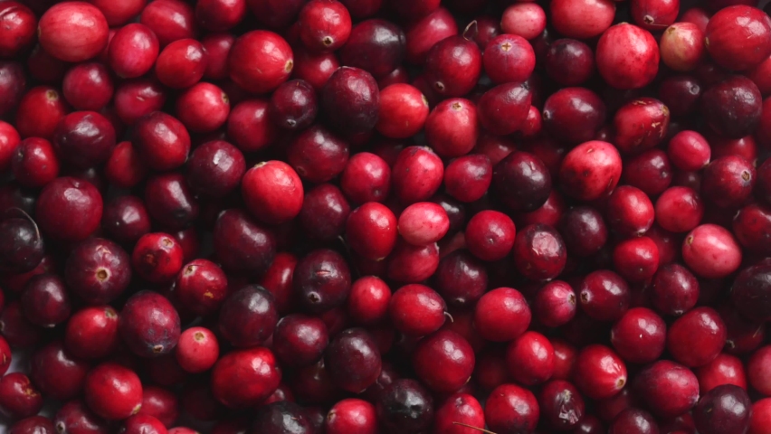 Closeup of red fresh cranberries rotating. High angle view
