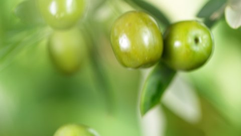 Super Slow Motion of Olive Oil Dropping Down from Green Olive. FIlmed at 1000 FPS.