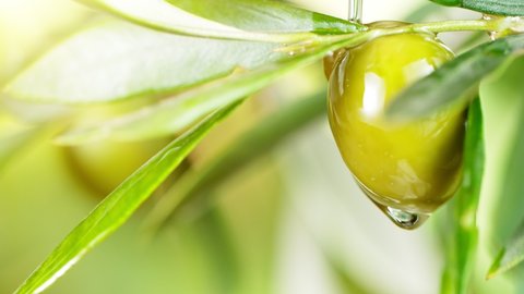 Super Slow Motion of Olive Oil Dropping Down from Green Olive. FIlmed at 1000 FPS.