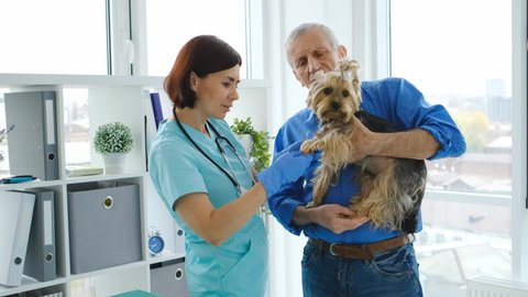 Vet examining joint in yorkshire terrier paw while owner holding dog in arms at clinic