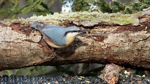 Nuthatch (Sitta europaea) quickly gets two sunflower seeds