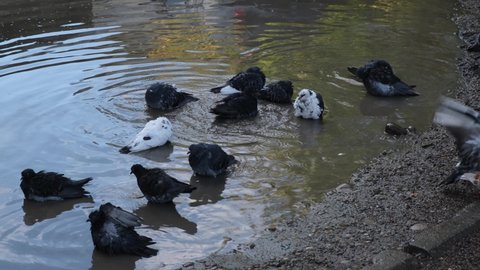 A flock of city pigeons bathe in a large muddy puddle after the rain. Tousled birds wash, clean themselves and fly away.