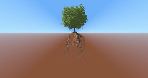 Tree growing while revealing underground roots growth process.  Tree growing animation sequence. 