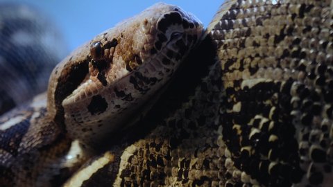 Close up of boa constrictor head with tongue coming out	