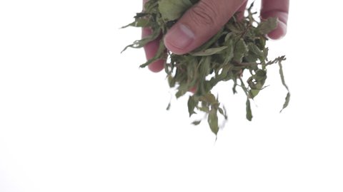Dried Stevia leaves falling from hand in 4K slow motion on white background. Close-up of homemade cooking