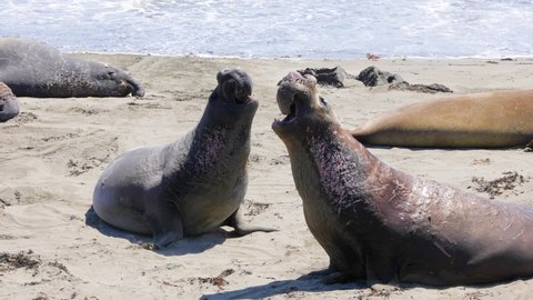 Elephant Seals on the central coast of California near San Simeon.