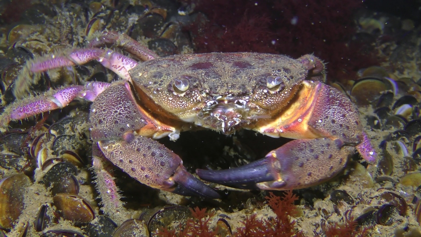 Warty crab or Yellow shore crab (Eriphia verrucosa) sits at the bottom, then slowly crawls out of the frame.