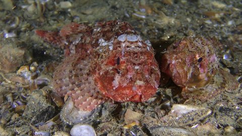Two Black scorpionfish (Scorpaena porcus) of bright color lies on the seabed, then change position.