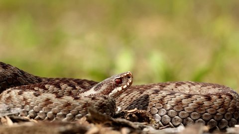 Female european adder (Vipera berus) looking for her target and at the end of video atacking it.
