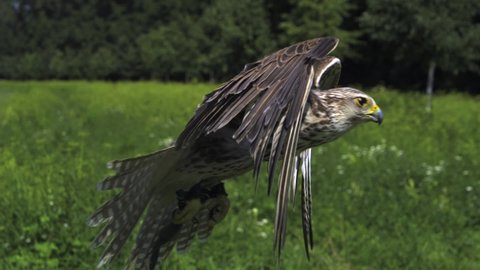 Flying saker falcon falconry. Ultra high speed 2000fps. Falco cherrug