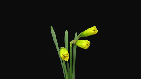 Time-lapse of opening yellow narcissus flowers 1c3 in RGB + ALPHA matte format isolated on black background, GREEN SCREEN
