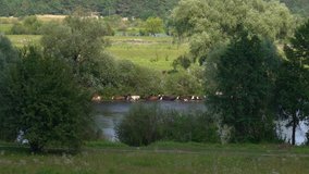 Many cows walking happily in warm water of river in green sunny summer landscape of scenic Ukrainian countryside. Eco farming concept.