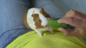 Cute white and brown guinea pig eating fresh green cucumber from hands of woman.