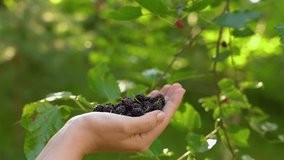 Closeup view 4k video of one female hand holding pile of fresh organic blue mulberries. Woman standing in sunny summer green garden outdoors.