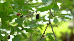 Closeup view 4k video of branches of green fruit mulberry tree. Woman picking up fresh organic berries and eating them.