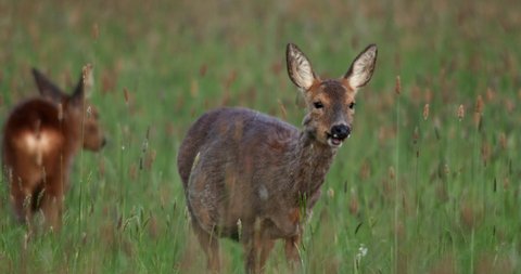 Roe deer and young grazing, Compton Abbas, Dorset, UK