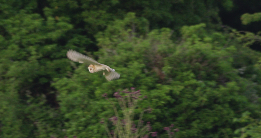 Barn owl hunting over field, Compton Abbas, Dorset, UK Royalty-Free Stock Footage #1064226730