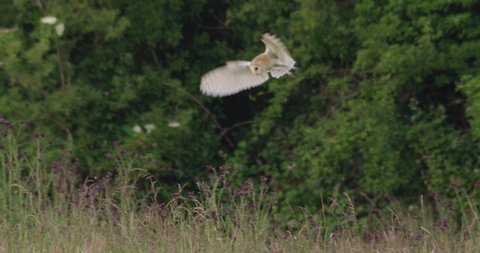 Barn owl hunting over field, Compton Abbas, Dorset, UK