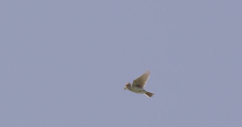 Skylark flying, Compton Abbas, Dorset, UK