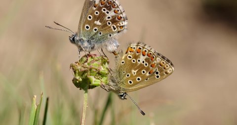 Adonis blue mating, Compton Abbas, Dorset, UK