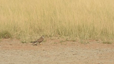Full shot of Common kestrel or european kestrel or Falco tinnunculus leaving ground from flight head on due to running blackbuck at tal chhapar sanctuary churu rajasthan india